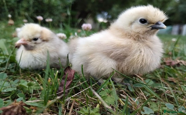 Chickens poultry - Advert 6