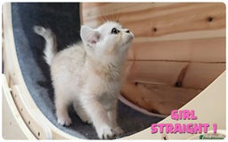 Scottish Fold cats for sale: Scottish Fold Kittens (Delivery  available) - Image 4