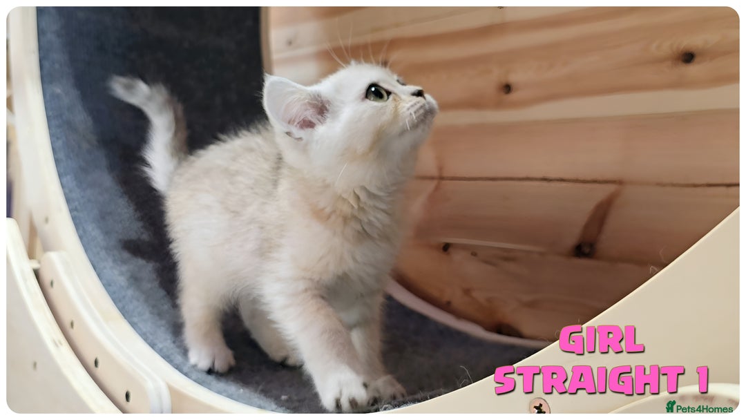 Scottish Fold cats for sale: Scottish Fold Kittens (Delivery  available) - Image 4