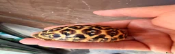 Tortoise reptiles for sale: Indian star tortoise  - Advert 11