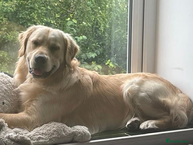 Golden Retriever dogs Woody (KENZRIGGMAC BOURBON CREAM) - Advert 1