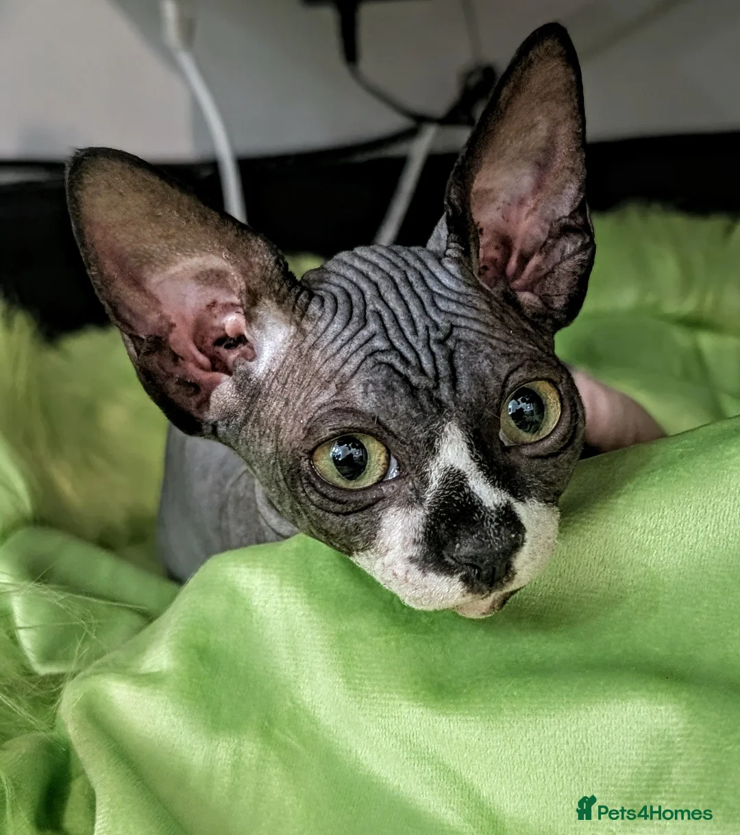 Sphynx cats for sale: 6 month female sphynx kitten - Advert 6