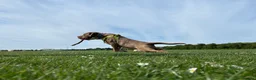 Mixed Breed dogs for sale: Bowen- Staffy x Lab - Advert 8