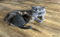Mixed Breed cats for sale: Fluffy kittens  - Image 4
