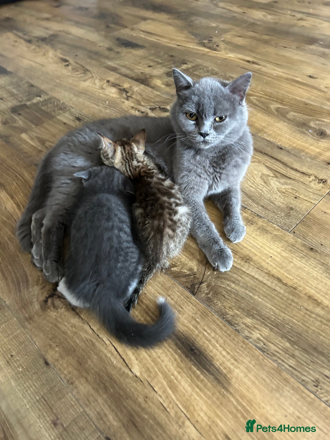 Mixed Breed cats for sale: Fluffy kittens  - Image 4