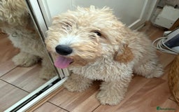 Mixed Breed dogs for sale: Cavapoo - Image 4