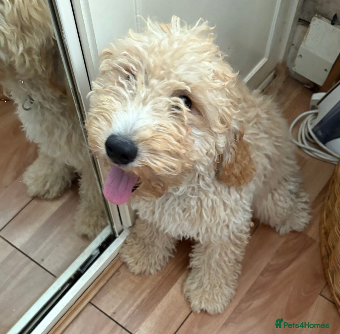 Mixed Breed dogs for sale: Cavapoo - Image 4