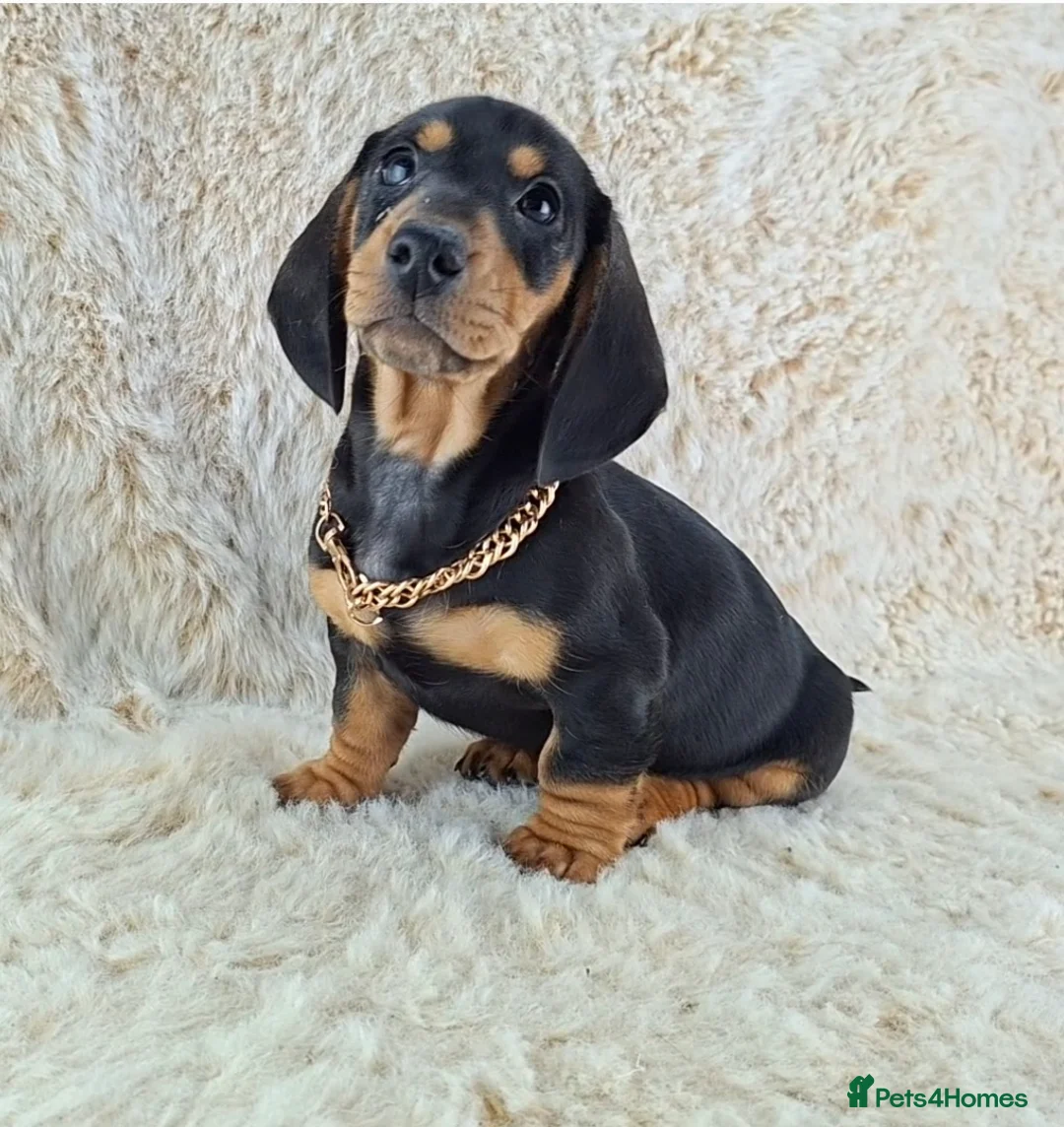 Miniature Dachshund dogs for sale: Beautiful Miniature Dachshund Puppies  - Advert 5