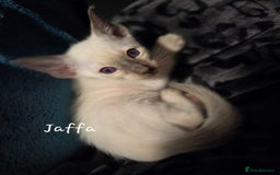 Balinese cats for sale: 8 supersoft purebred GCCF reg Balinese variants - Image 2
