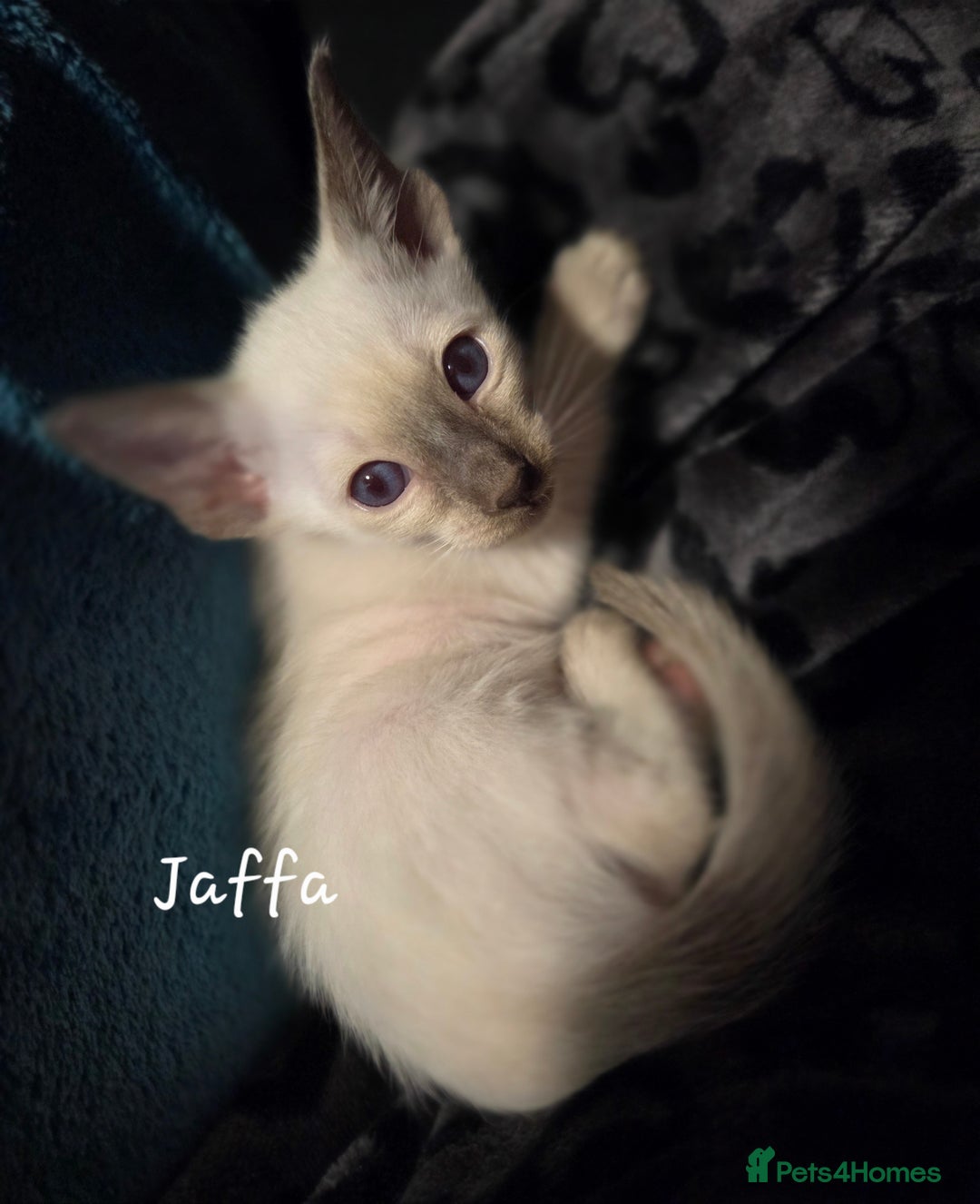 Balinese cats for sale: 8 supersoft purebred GCCF reg Balinese variants - Image 2