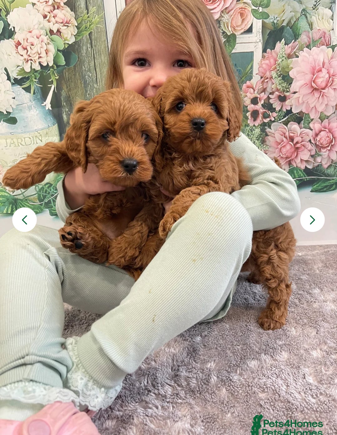 Cavapoo dogs for sale: 7 perfect f1b cavapoo’s. Fully dna & health clear. - Image 2