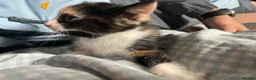 Mixed Breed cats for sale: Mixed kittens  in Runcorn - Advert 11