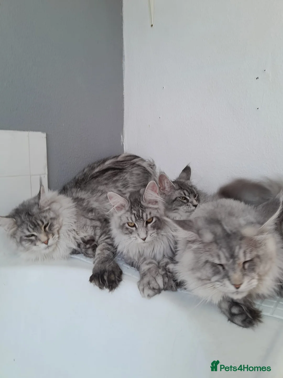 Maine Coon cats for sale: Polydactyl Black Silver boys&girls TICA maine coon - Advert 1