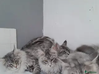 Maine Coon cats for sale: Polydactyl Black Silver boys&girls TICA maine coon - Advert 2