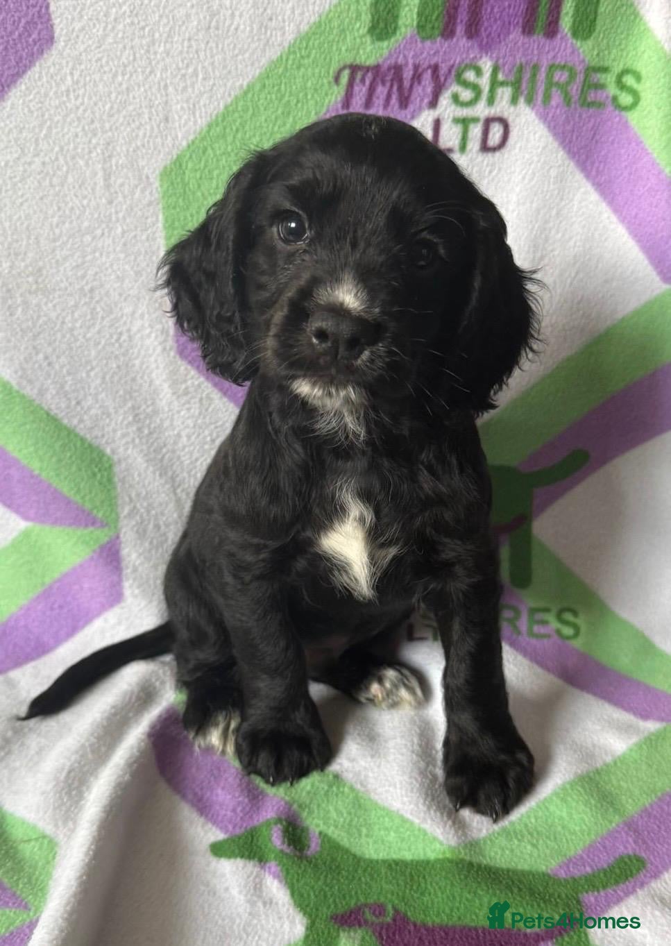 Cocker Spaniel dogs Kc cocker spaniels  17 DNA HEALTH TESTED  - Advert 1