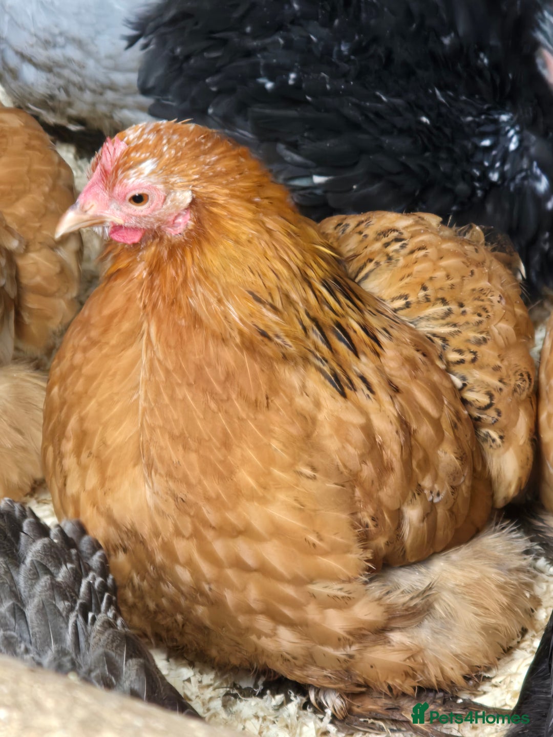 Chickens poultry for sale: Pekin Bantam Pullets POL  - Advert 3
