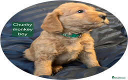 Labradoodle dogs for sale: Outstanding beautiful labradoodles F3b puppies - Image 10