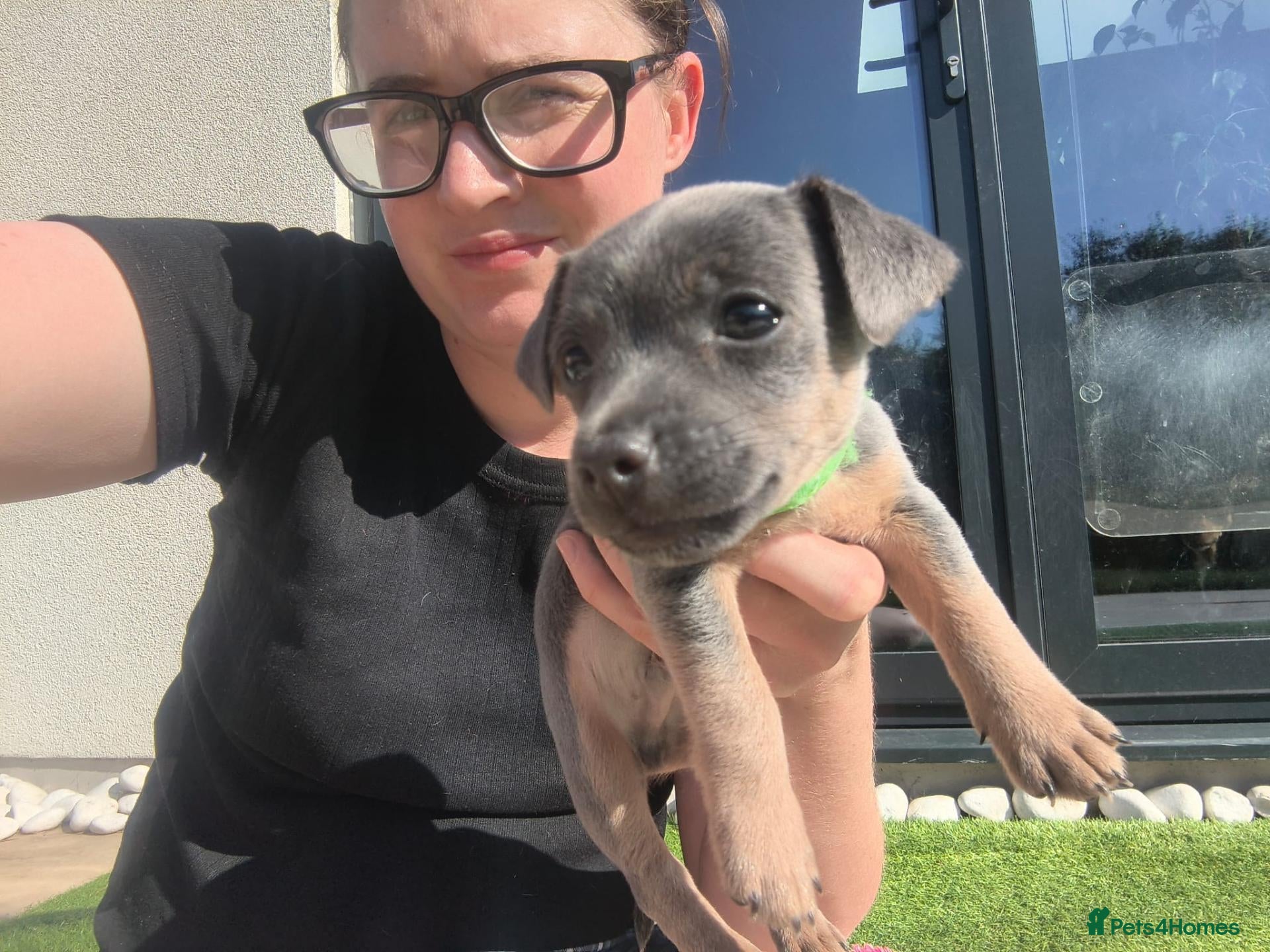 Jack Russell dogs Miniature Blue & Lilac Jack Russell Wenlockpuppies - Advert 2