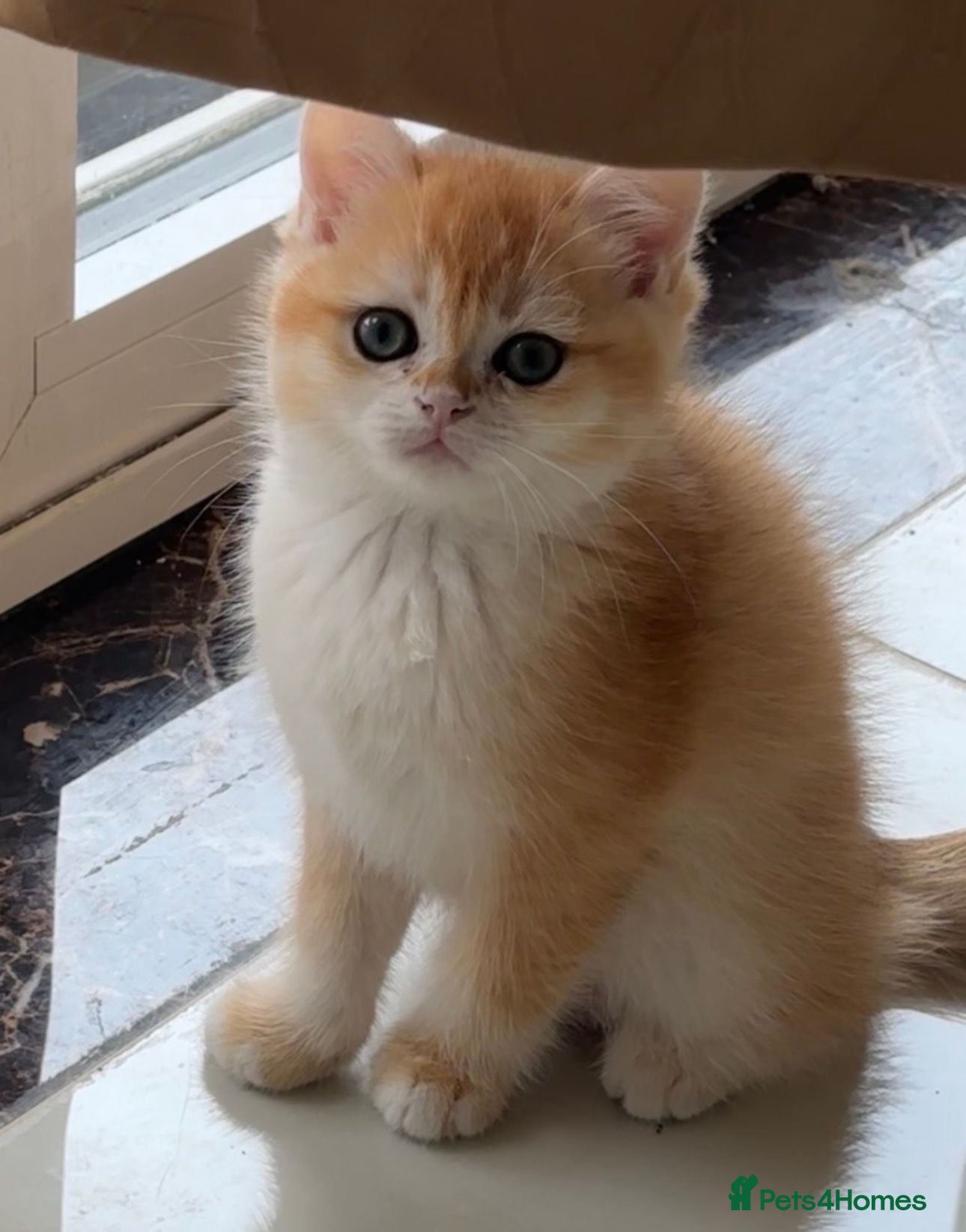 British Shorthair cats READY NOW. Golden shaded British Shorthair kittens - Advert 6