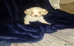 Cockapoo dogs for sale: Stunning cockerpoo pups - Image 2