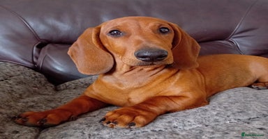Dachshund dogs - Advert 11