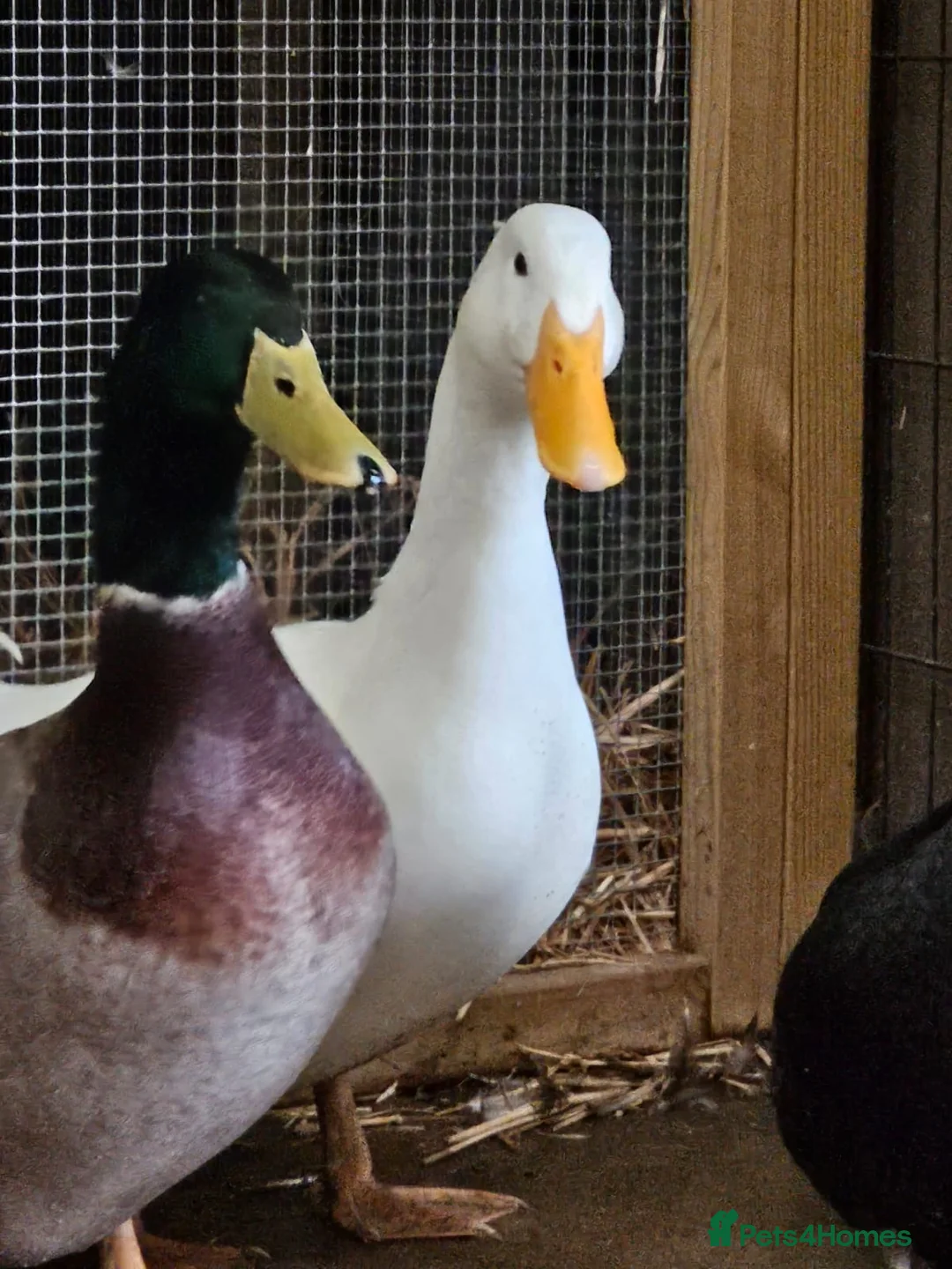 Ducks poultry for sale: Two beautiful Drakes in Bedford - Advert 2