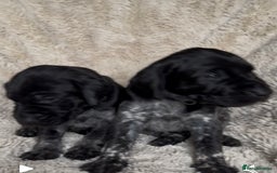 German Shorthaired Pointer dogs for sale: German Shorthaired Pointer Puppies - Leeds - Advert 7