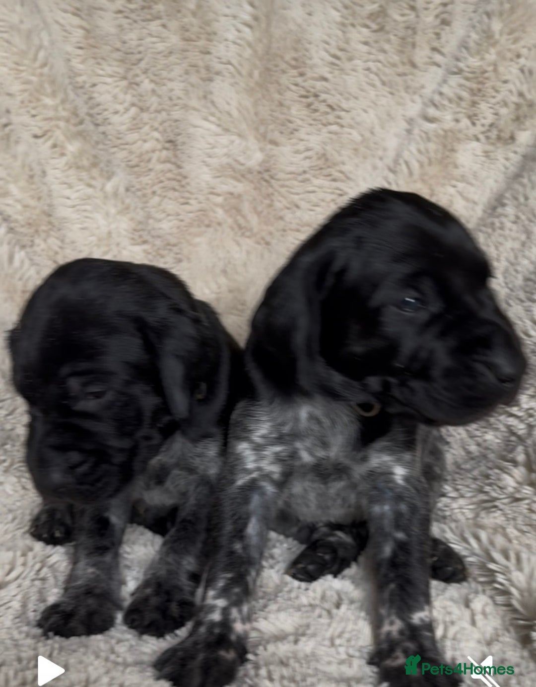 German Shorthaired Pointer dogs for sale: German Shorthaired Pointer Puppies - Leeds - Advert 7