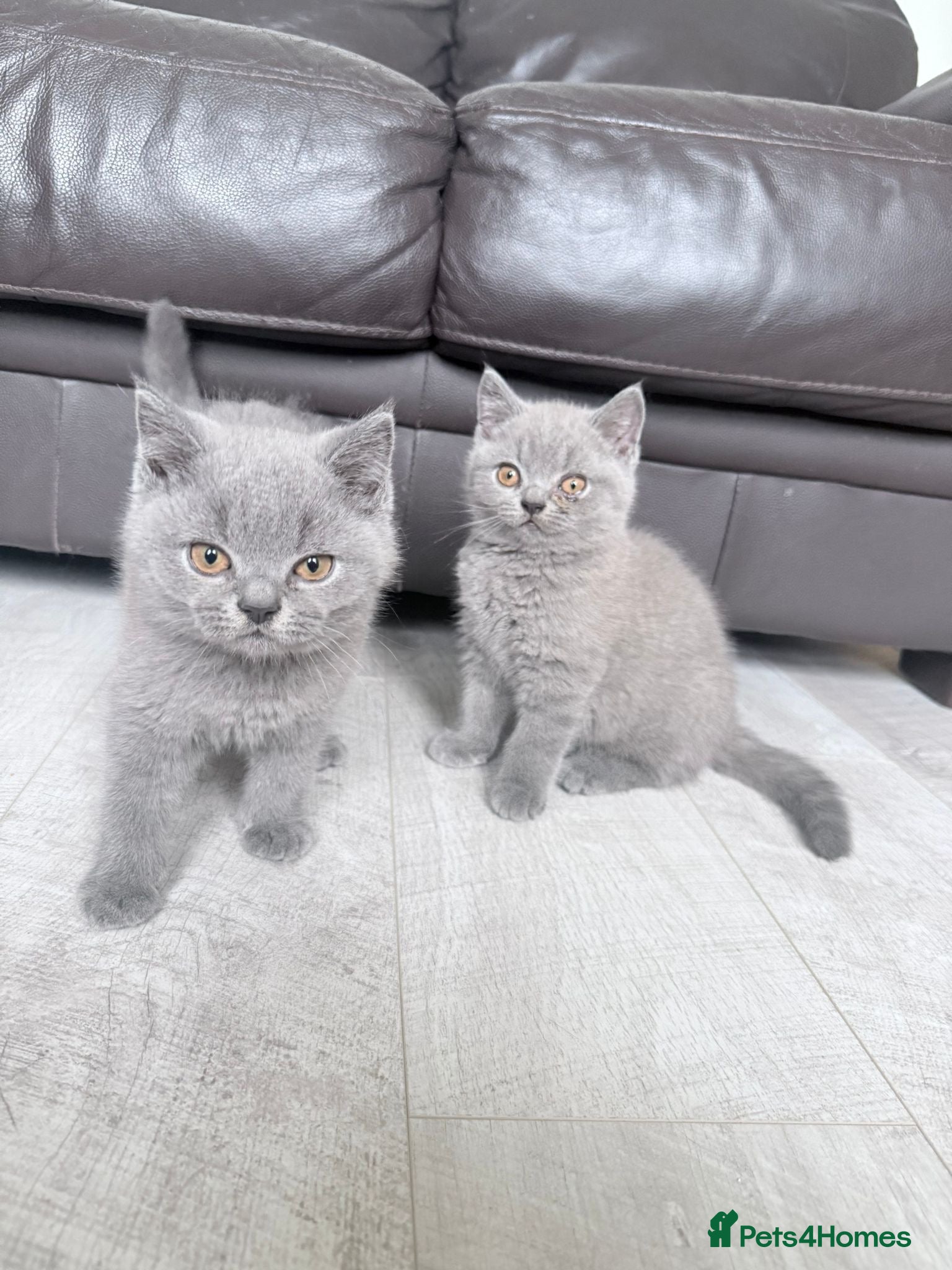 British Shorthair cats 🐾Full Pedigree Blue British Shorthair Kittens🐾 - Advert 3