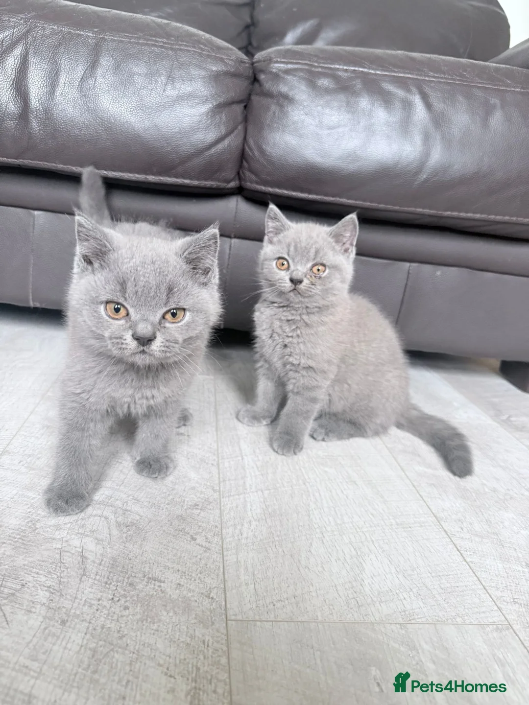 British Shorthair cats for sale: 🐾Full Pedigree Blue British Shorthair Kittens🐾 - Advert 1