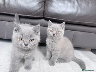 British Shorthair cats 🐾Full Pedigree Blue British Shorthair Kittens🐾 - Advert 3