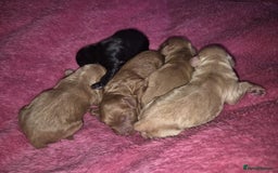 Cockapoo dogs for sale: F1 Cockapoo - Image 1