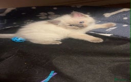 Ragdoll cats for sale: Pure ragdoll kittens ready to leave now ‼️ - Image 5