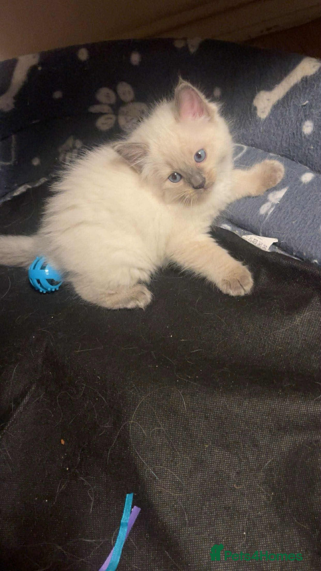 Ragdoll cats for sale: Pure ragdoll kittens ready to leave now ‼️ - Image 5