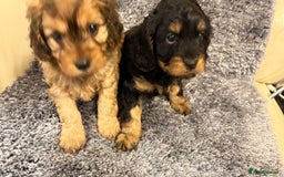 Cavapoo dogs for sale: Gorgeous phantom puppies - Image 2