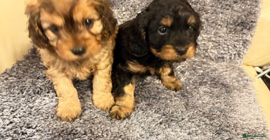 Cavapoo dogs - Advert 4