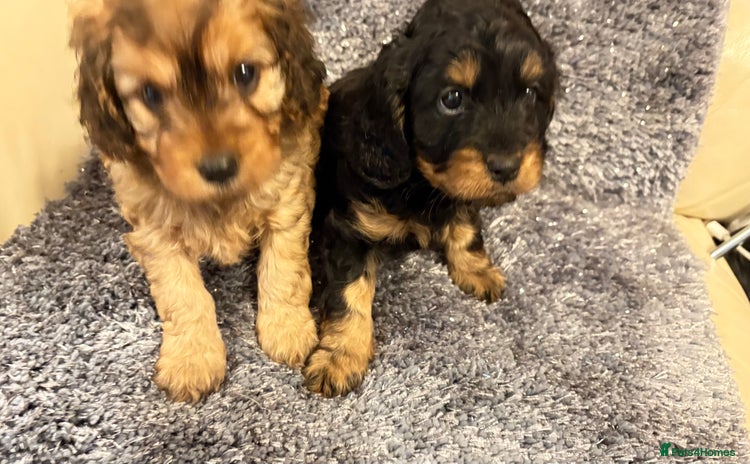 Cavapoo dogs - Advert 2