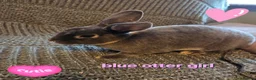 Rex rabbits for sale: Breeding pair of Unrelated mini rex - Advert 16
