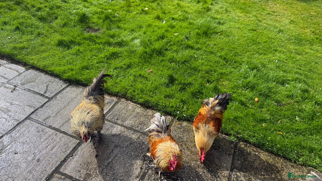 Chickens poultry for sale: 4 VERY HANDSOME HAND REARED SILKY MIX COCKERELS  - Image 24