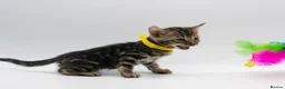 Bengal cats for sale: TICA Registered Brown & Snow Lynx Bengal Kittens - Advert 21