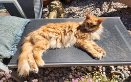 Maine Coon cats for sale: Maine coon Kittens Ready to go! 100% Pedigree   in Derby - Image 9