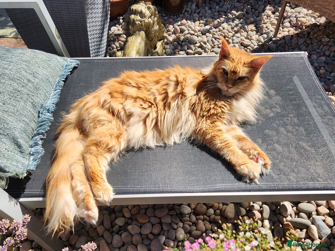 Maine Coon cats for sale: Maine coon Kittens Ready to go! 100% Pedigree   in Derby - Image 9