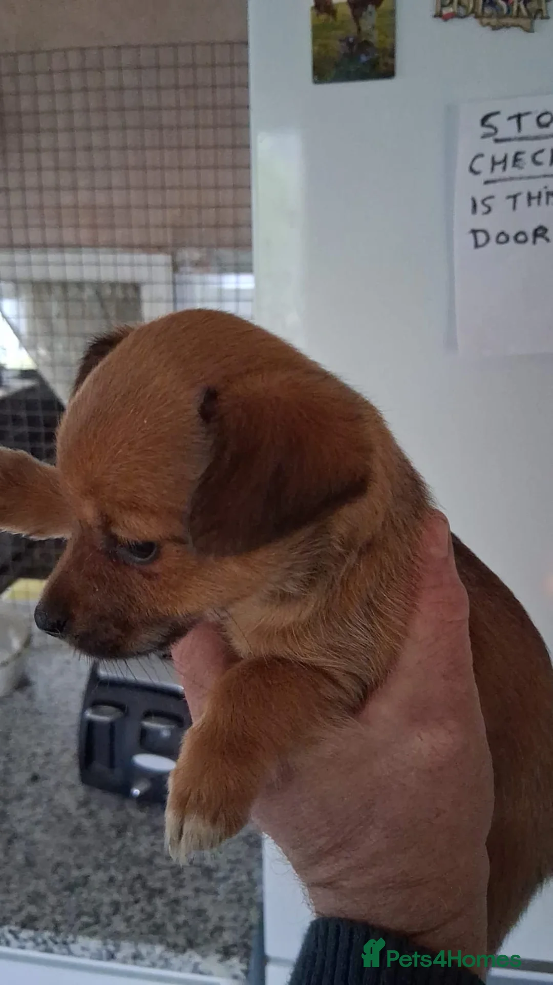 Chihuahua dogs for sale: Ready now! Gorgeous playful puppies!  - Advert 9