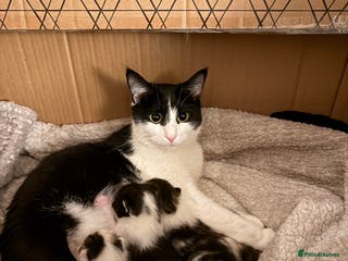 Mixed Breed cats 4 kittens available - Advert 1