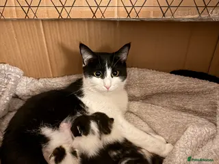 Mixed Breed cats 4 kittens available - Advert 1