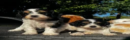Toy Poodle dogs for stud: Toy poodle for stud brown/white PRA clear - Advert 7