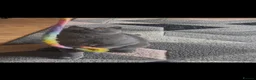 British Shorthair cats for sale: Stunning British Shorthairs - Advert 8