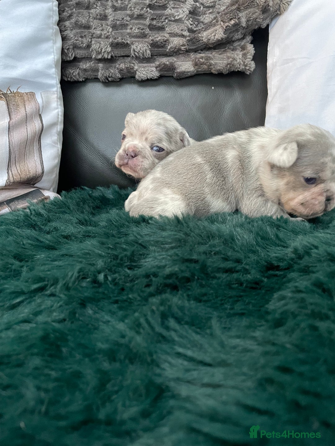 French Bulldog dogs for sale: Beautiful Merle French bulldogs  - Advert 14