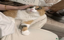 Maine Coon cats for sale: Aria  - Image 4