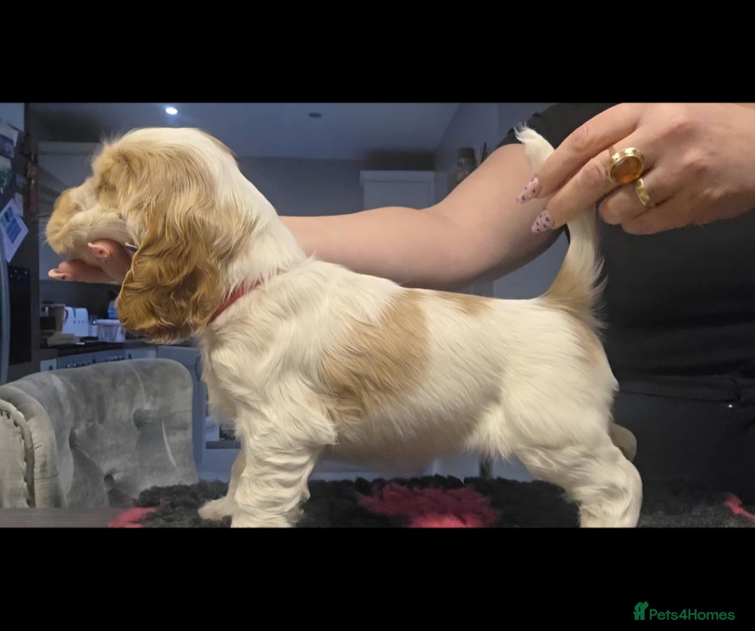 Cocker Spaniel dogs for sale: Cocker Spaniel Puppies - Advert 28